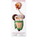 Human Digestive System Model